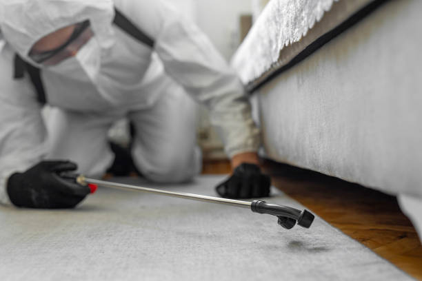 Professional Termite Control technician working in Bostonia, CA