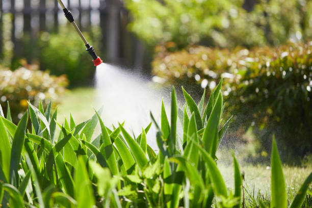 24/7 Emergency Termite Control experts in Bostonia, CA