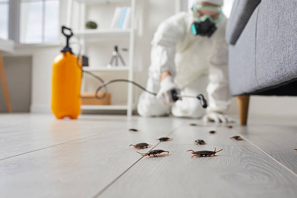 Affordable Termite Control solutions in Bostonia, CA